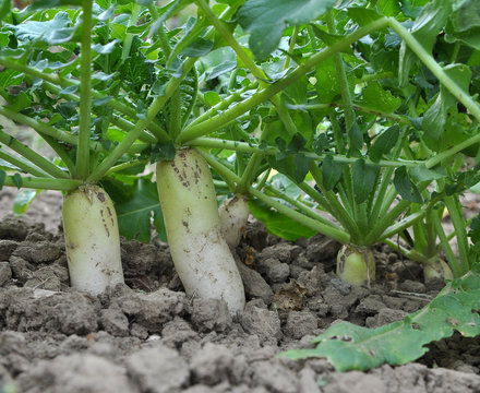 Daikon radish grows in organic open ground