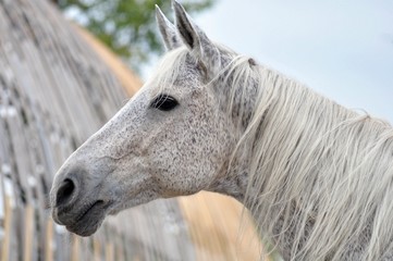 Portrait of a gray horse against the sky