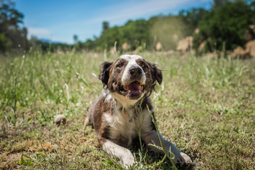 An old Border Collie mix dog happily laying in the grass