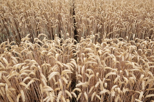 Nartur Bilder Durchsuchen 64 Archivfotos, und Videos