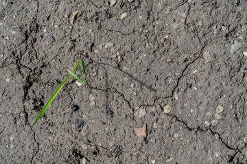 Dry gray cracked ground. One green grass grows from the ground. Background text or design. Ecological problem