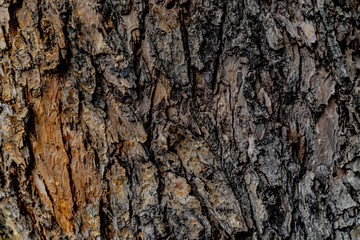 Tree bark texture. Rough wooden surface. Brown, black and gray colours. Background for text and design