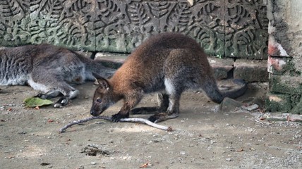 Naklejka premium kangaroo in zoo