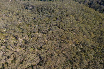 An aerial shot of a gum tree forest in The Blue Mountains in New South Wales, Australia