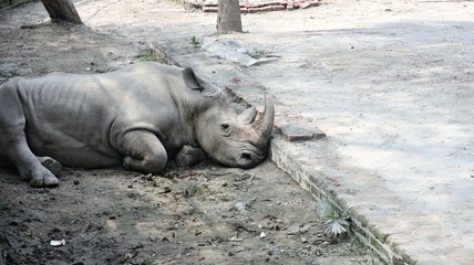 rhino in the mud