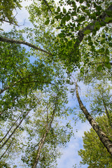 view from below looking up towards the sky at the tops of trees; beautiful green trees reaching towards the clouds against blue sky
