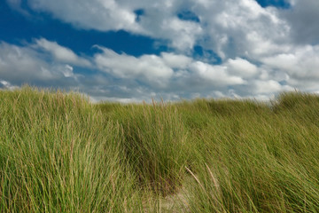 Fototapeta premium Sand dunes with grass and overcats blue summer sky in nature reserve on island Texel in the Netherlands