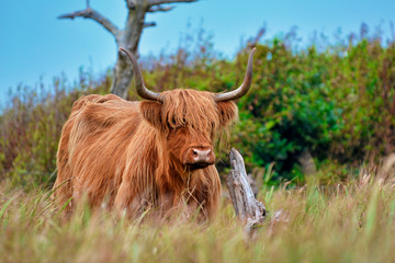 Wild beautiful Scottish Highland Cattle cow with brown long and scraggy fur and big horns in the...