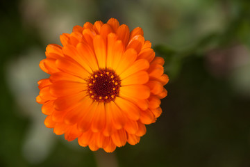 flower on green background