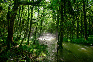 Obraz premium rzeka oświetlona promieniami słońca przez gałęzie drzew