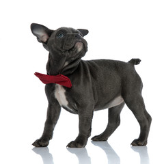 beautiful american bully wearing a bowtie on white background