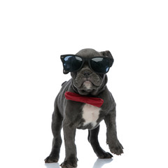 Obraz premium adorable american bully wearing sunglasses and bowtie
