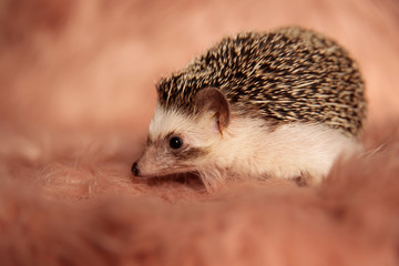 sweet tiny hedgehog looking away with shy eyes
