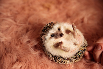 hedgehog laying down and grabbed by spines © Viorel Sima