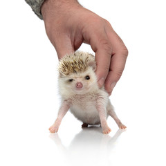 funny hedgehog standing on white background