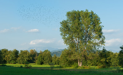 Fototapeta premium Uccelli in migrazione in scenario agreste