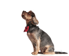 adorable yorkshire terrier looking up and sitting on white background
