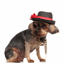 adorable yorkshire terrier looking to side on white background