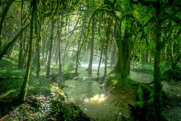 une rivière sous une forêt d'arbres couverts de mousse