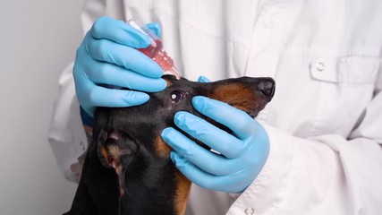 Animal eye of a dachshund in a veterinary type medical facility