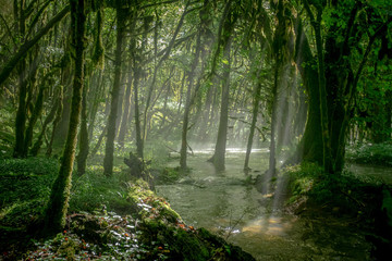 un ruisseau sous une forêt d'arbres couverts de mousse