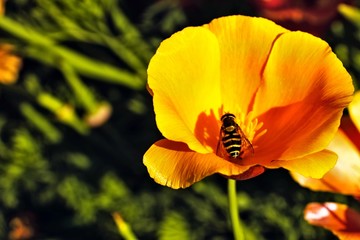 bee on a yellow flower