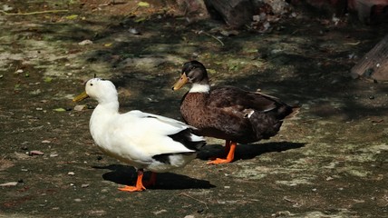 ducks on pond