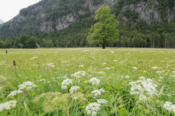Beautifull Logar valley or Logarska dolina park, Slovenia, Europe. Inspiration travel under Kamnik-Savinja Alps. © 24K-Production