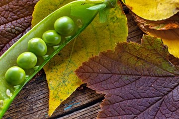 pea pod with autumn leaves on wooden background