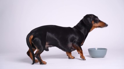 Dachshund comes to a bowl against white isolated background