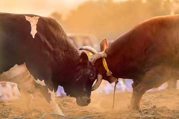 Traditional bullfighting in Fujairah, UAE. Bull wrestling tournament for honor and entertainment.
