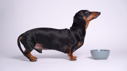 Animal dog dachshund side view during training in front of a bowl of food