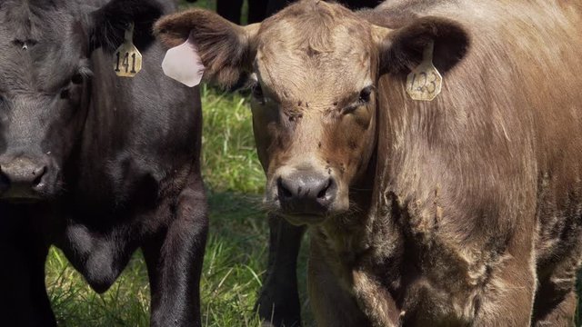 Brown and black cow in a field stare at camera.  