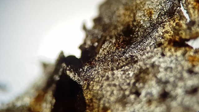 Ear swab of a cat's ear, heavy ear mite  infestation (Otodectes)