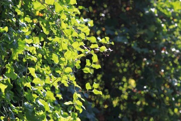 Sun rays through green leaves in the forest