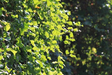 Sun rays through green leaves in the forest