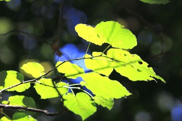 Sun rays through green leaves in the forest