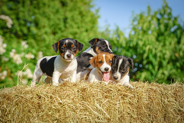 Niedliche Jack Rassel Hundewelpen auf einen Strohbund im Garten