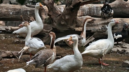 Obraz premium stado białych pelikanów