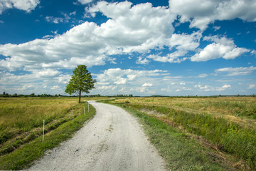 Fototapeta na wymiar Tree next to a gravel road, white clouds on a blue sky