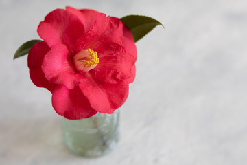 Obraz premium Single Red Camellia in Mercury Bottle on Light Green Textured Background