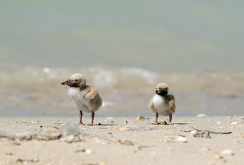 White-cheeked tern chicks, Bahrain 