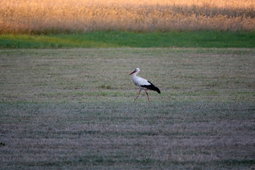 Storch