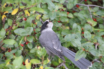 Whiskey Jack Feeding, Jasper National Park, Alberta