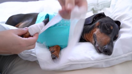 Pet a wounded paw that lies on a hospital bed under a white pillow