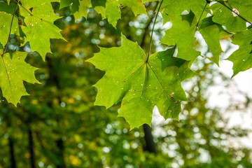 Fototapeta na wymiar Green maple leaves and daylight