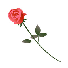 One beautiful red rose flower as a gift for a woman as a sign of love. Vector isolated illustration on a white background.