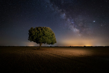 Milky way over an oak tree in Palencia, Spain