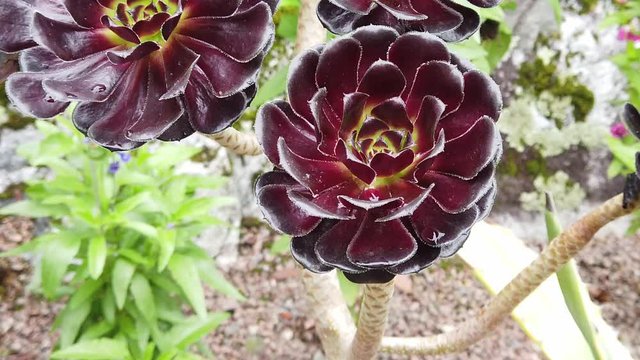 Aeonium arboreum var. nigrum close up