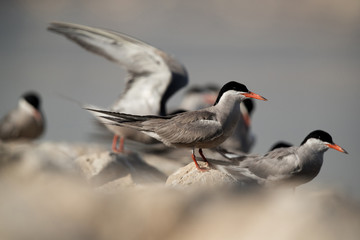 Obraz premium White-cheeked terns perched on a limestone rocks, a eye level shot, Bahrain 